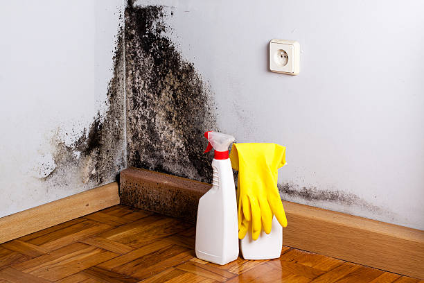 Best Attic Mold Remediation in Rollingwood, CA